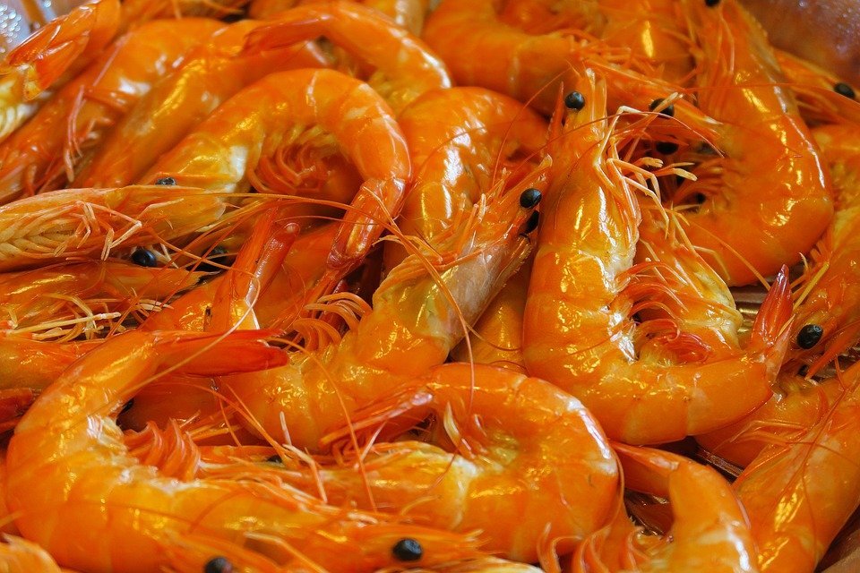 8 Jenis Udang Favorit Asli Perairan Indonesia